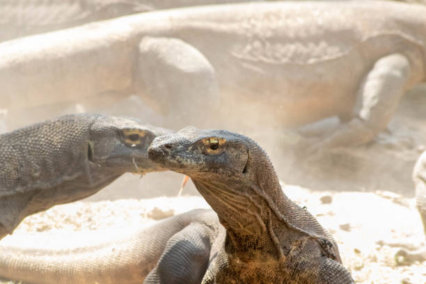 istock The ferocity of Komodo dragons when they eat their prey with their sharp teeth 2181831900