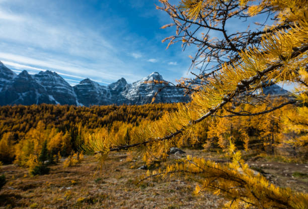 istock Mountains and yellow larch trees in fall in Larch Valley, Canada. 2181832602