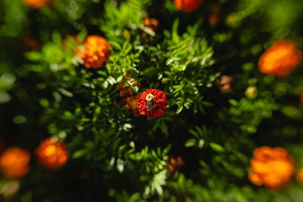 A bee pollinates a marigold flower in rural flower garden in Elburn, Illinois, United States