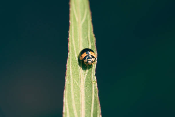 Red ladybug sitting on leaf