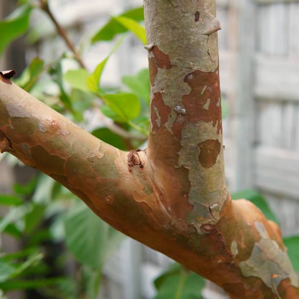 istock guava tree trunk. guava plant 2181835060