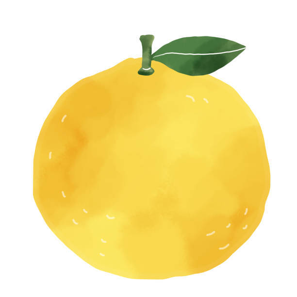 210+ Yuzu Icon Stock Illustrations, Royalty-Free Vector Graphics
