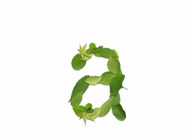 Roman letters drawn using different kinds of refreshing green leaves. They can be used for a variety of purposes, such as using them alone as symbols or combining them to draw words.
