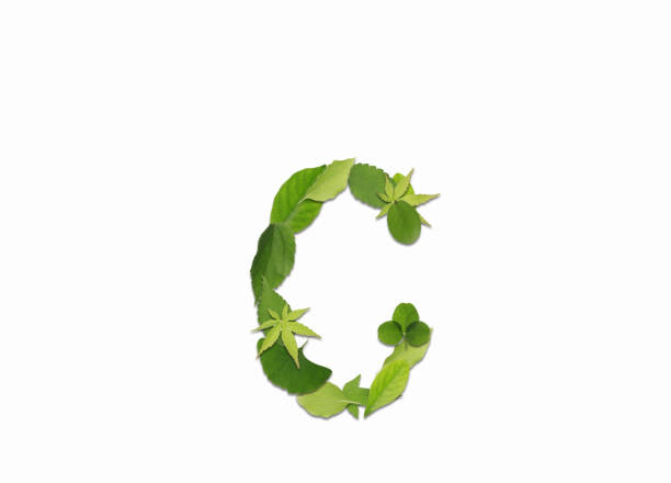 istock Roman letters drawn with leaves 2181836622