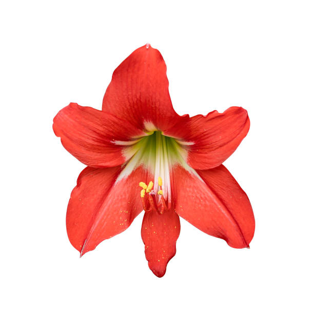 red hippeastrum isolated on white background. clipping path