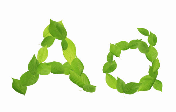 istock Roman letters drawn with leaves 2181838128