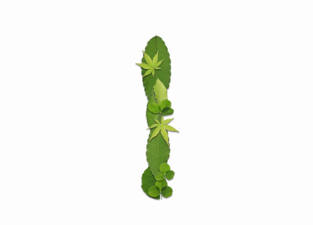 Roman letters drawn using different kinds of refreshing green leaves. They can be used for a variety of purposes, such as using them alone as symbols or combining them to draw words.
