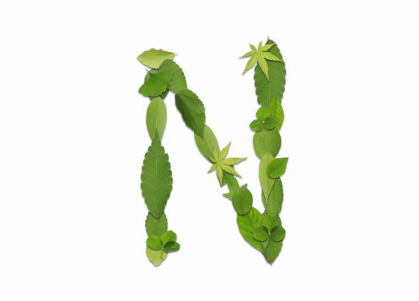istock Roman letters drawn with leaves 2181838776