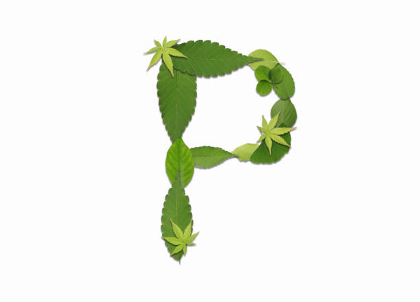 istock Roman letters drawn with leaves 2181838917