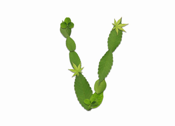 Roman letters drawn using different kinds of refreshing green leaves. They can be used for a variety of purposes, such as using them alone as symbols or combining them to draw words.