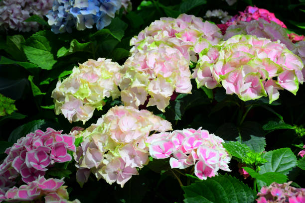 istock Colorful Hydrangea flowers in indoor garden dome. 2181839598