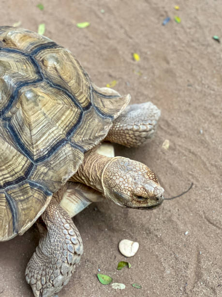 istock A large African spurred tortoise or Centrochelys sulcata with a patterned shell walks on a sandy path in it's enclosure, with a tree trunk and rocks in the background 2181839644