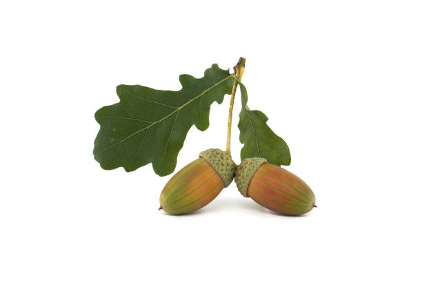 istock Fresh acorns with green oak leaves isolated on white background 2181840535