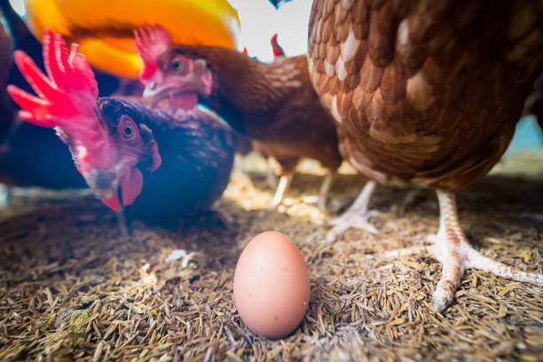 istock Freshly Laid Eggss and Hens in Chicken Coop 2181842674