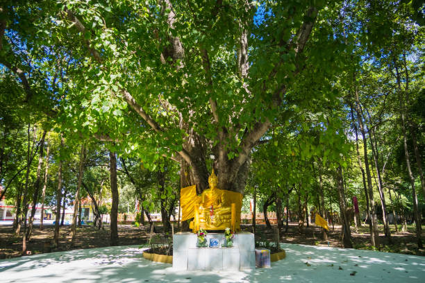 Lop Buri, Thailand - September, 18, 2024 :  A golden Buddha statue sits peacefully under a large Bodhi tree, surrounded by lush greenery.