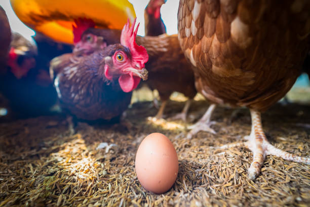 Freshly Laid Eggss and Hens in Chicken Coop
