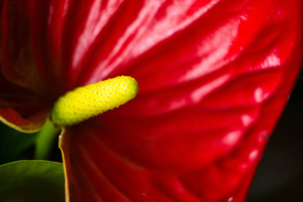 Eye-catching shot of a vibrant red anthurium with a yellow spadix in sharp detail.