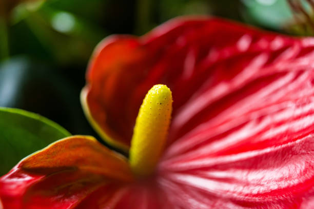 Eye-catching shot of a vibrant red anthurium with a yellow spadix in sharp detail.