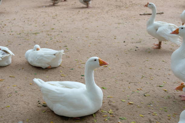 Ducks and geese and their daily activities