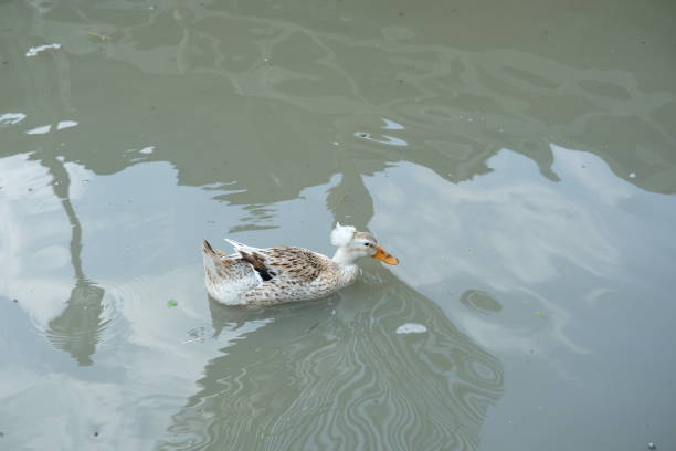 Ducks and geese and their daily activities