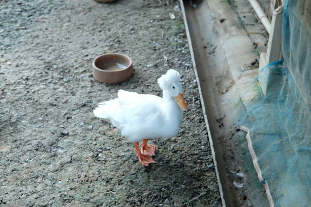 istock Ducks and geese and their daily activities 2181844305