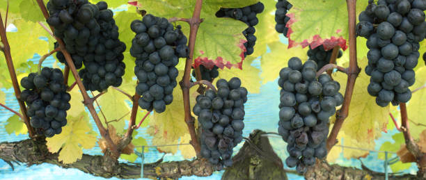 istock Vineyard Bunches of ripe black grapes  Cabernet Sauvignon grape variety Panoramic image 2181845106