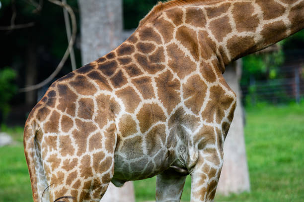 Portrait of a happy giraffe on a safari