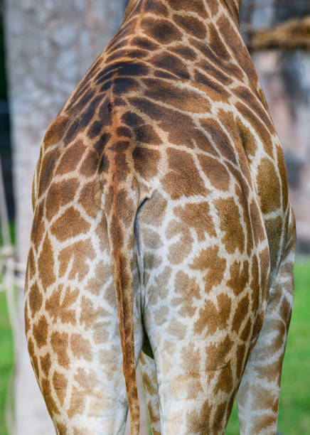 istock Giraffe in the zoo 2181846107