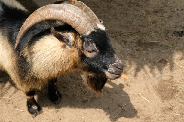 istock Goats and daily activities 2181846178
