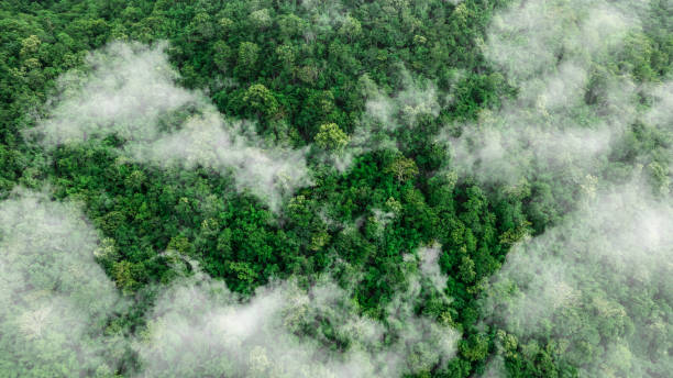 istock aerial view of mixed forest, green deciduous trees with mist clouds. The rich natural ecosystem of the rainforest concept is about conservation and natural reforestation 2181846435