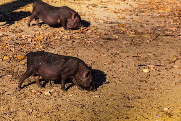 istock Pigs in a paddock at farm at countryside 2181847520