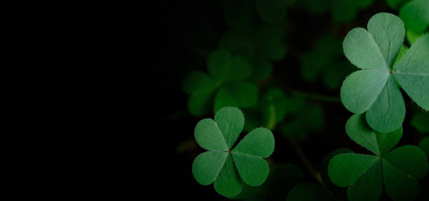 istock Clover Leaves for Green background with three-leaved shamrocks. st patrick's day background, holiday symbol 2181849621