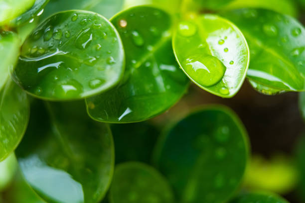 Water droplets on a leaf, highlighting the elegance and beauty of nature.