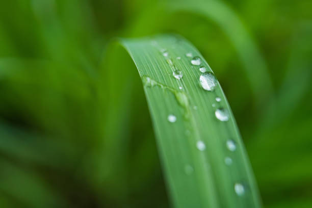 Water droplets on a leaf, highlighting the elegance and beauty of nature.