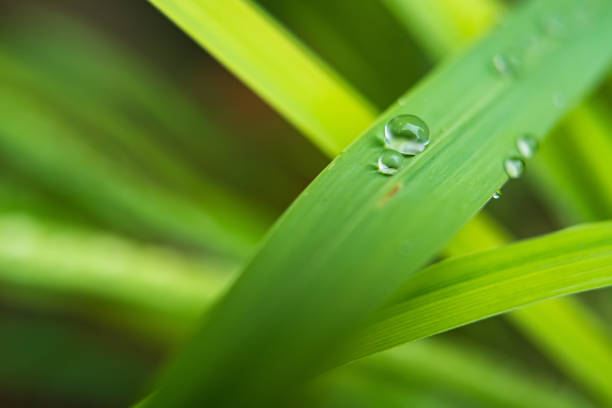 Water droplets on a leaf, highlighting the elegance and beauty of nature.