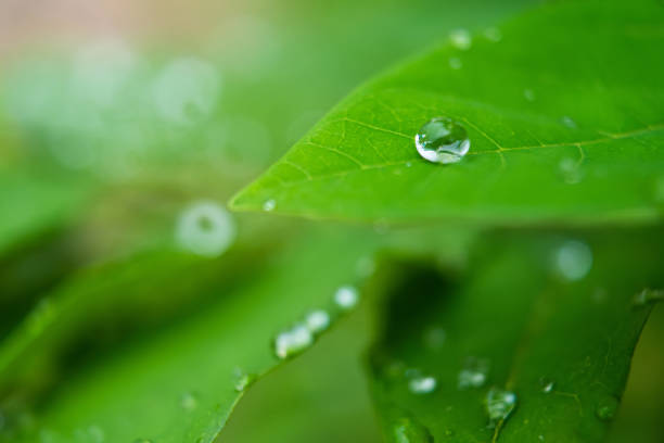 Water droplets on a leaf, highlighting the elegance and beauty of nature.