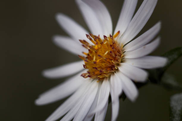 Garlic flower