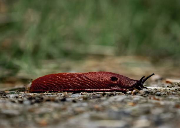 istock Close-up of a red slug on a textured surface 2181852057