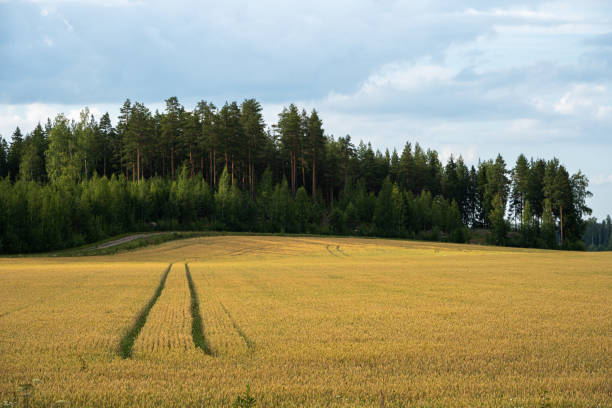 Golden wheat field under a cloudy sky with a dense forest backdrop in the countryside