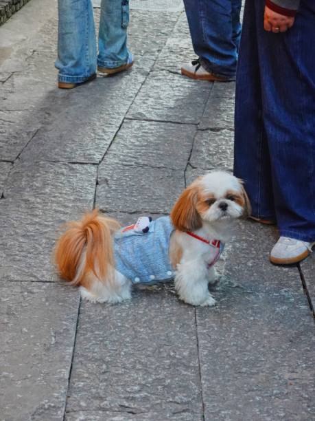 istock Cute pets in old town 2181853755