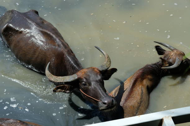 istock Buffalo and daily activities 2181854466
