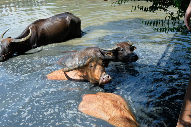 istock Buffalo and daily activities 2181854754
