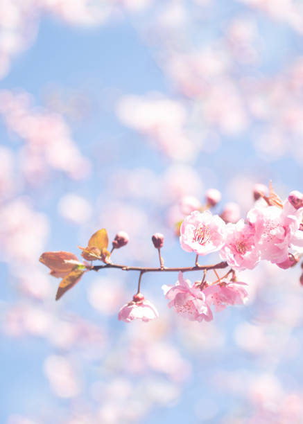 istock Detail of cherry tree blossoms 2181855382