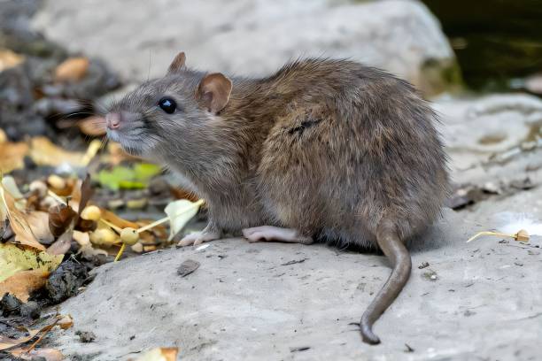 istock Brown rat on a rock with autumn leaves. 2181855558