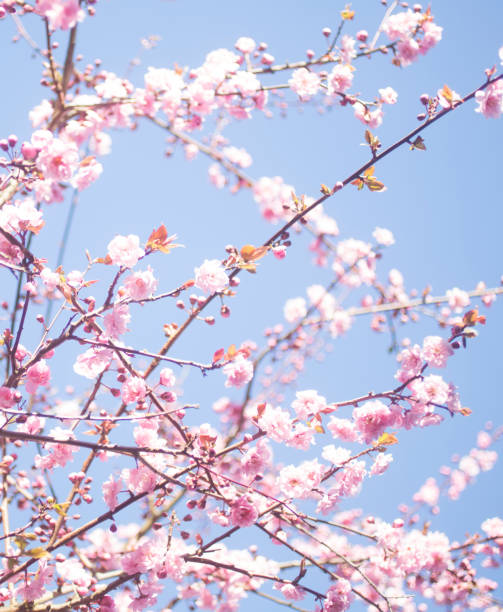 Cherry tree blossoms #2