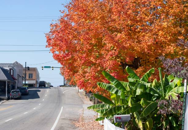 istock Colorful maple tree in autumn on a small town street 2181855599