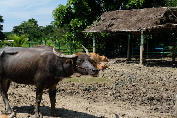 istock Buffalo and daily activities 2181856181