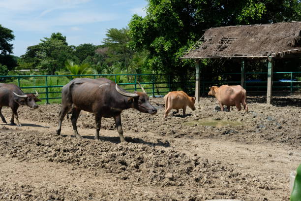 istock Buffalo and daily activities 2181856184
