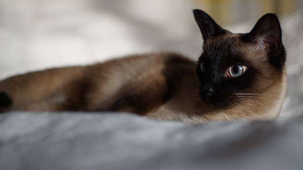 istock Siamese cat laying in bed, in white linens, peeking with blue eyes 2181856311