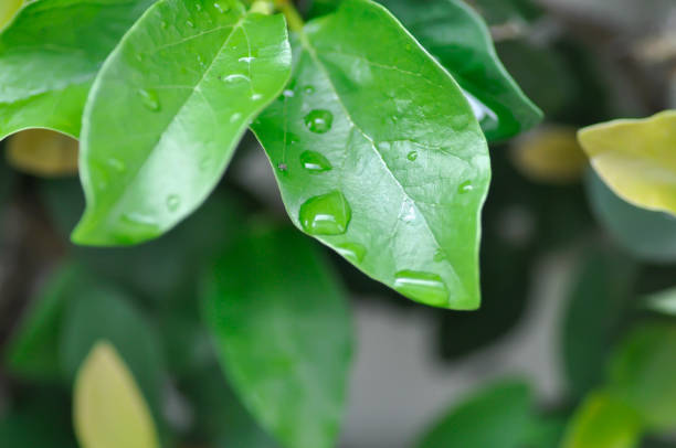 istock ficus pumila or climbing fig or MORACEAE and rain droplet 2181856812